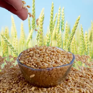 Panji Organic Wheat