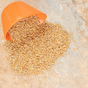 Panji Organic Khapli Wheat